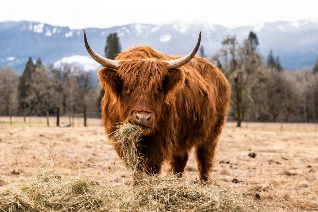 HIGHLAND COW DUO(X2)